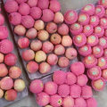Supplying From Orchard Fresh Red Qinguan Apple